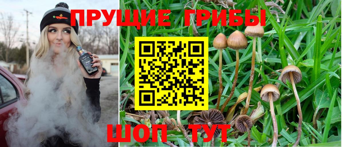 где найти наркотики  Псилоцибиновые грибы мухоморы  Вход с VPN  Псилоцибиновые грибы Magic Shrooms  Дубна 